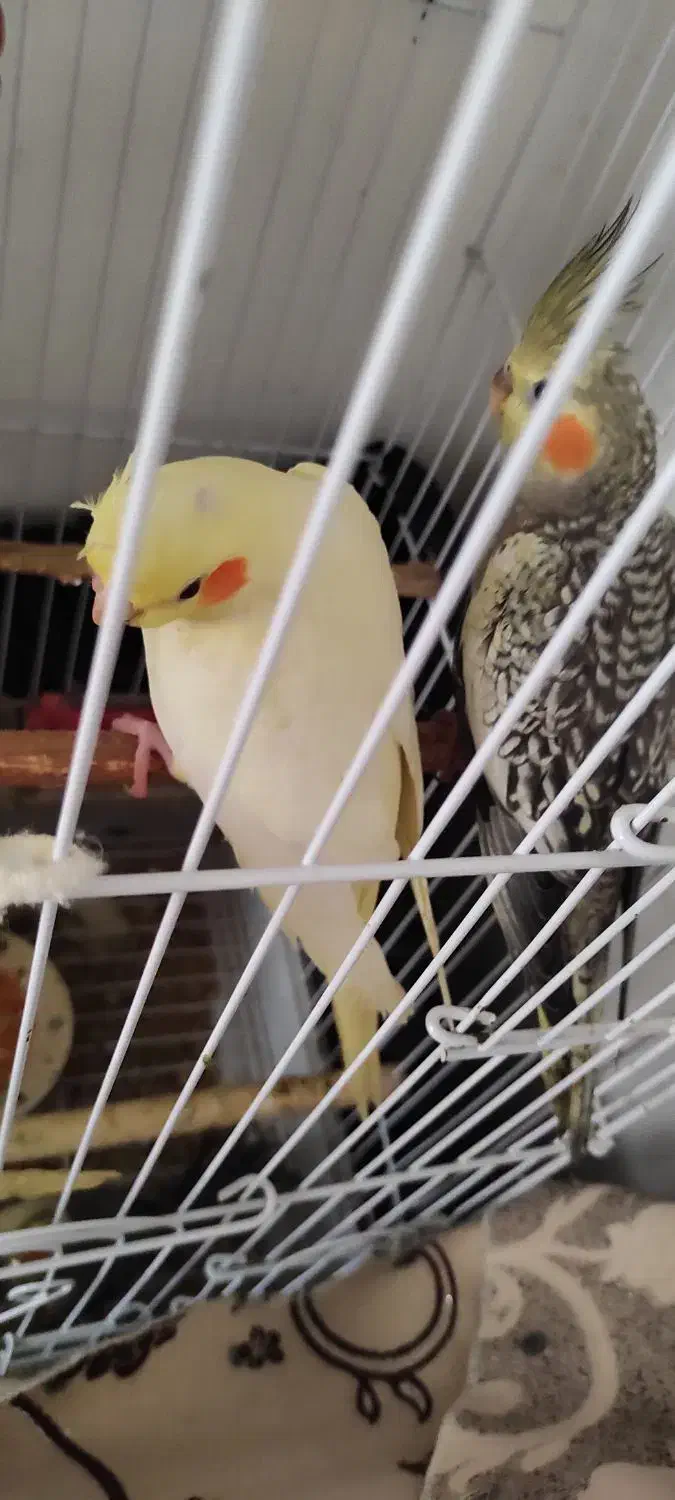 عروس هلندی|پرنده|لنگرود, |دیوار