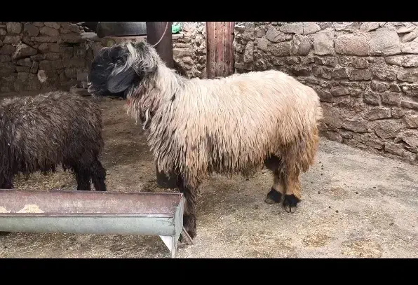 کاوه قوچ بختیاری و پازن|حیوانات مزرعه|سوق, |دیوار