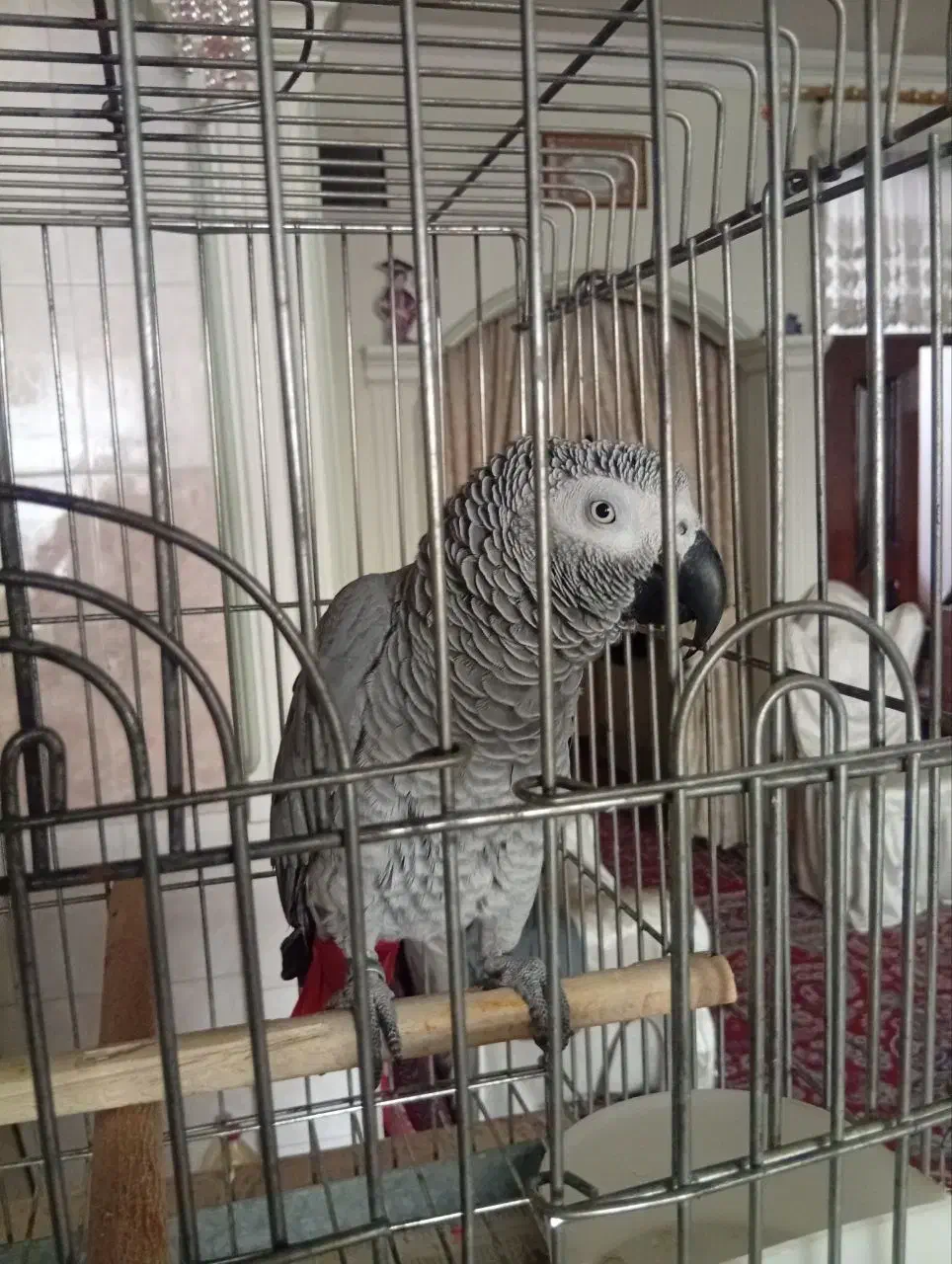 کاسکو نابغه مشهد|پرنده|تهران, شهرک استقلال|دیوار