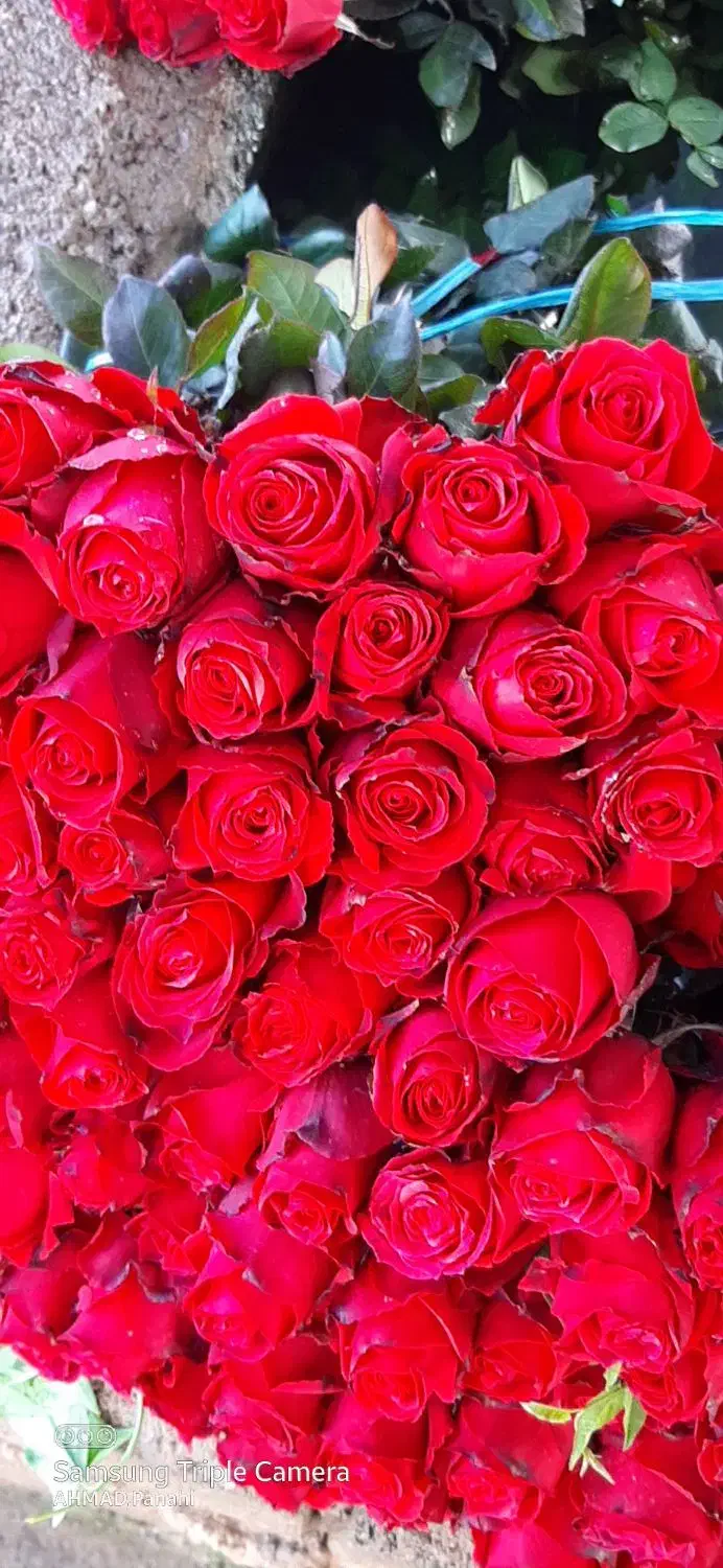 زر گل|گل و گیاه طبیعی|شیراز, درکی|دیوار