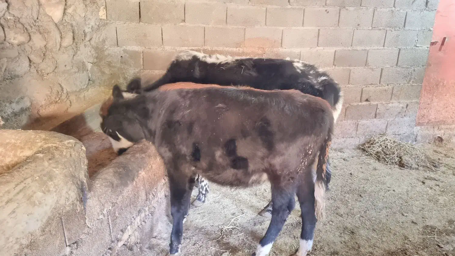 گاوفروشی|حیوانات مزرعه|علی‌آباد کتول, |دیوار