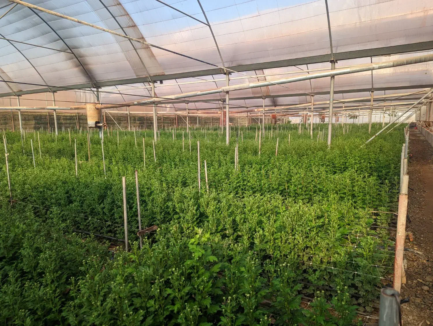 زمین و گلخانه|فروش دفتر صنعتی، کشاورزی، تجاری|پاکدشت, پاکدشت (مامازند)|دیوار