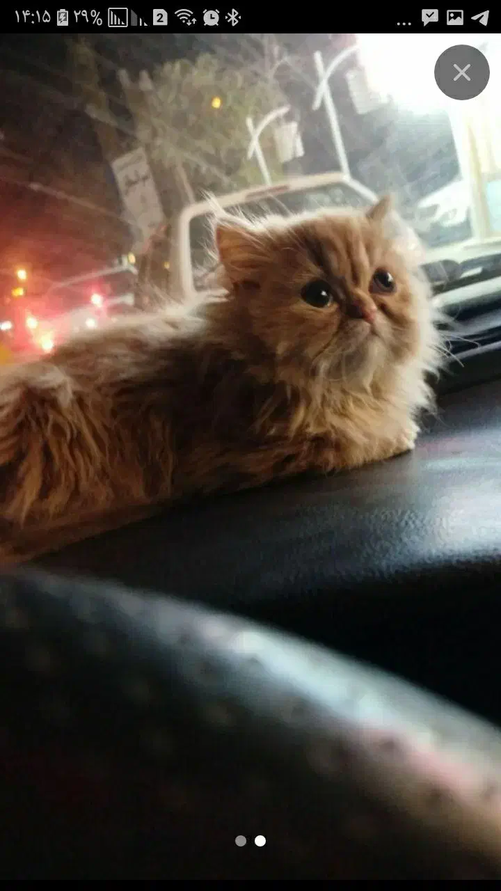 واگذاری گربه پرشین|گربه|آبیک, |دیوار