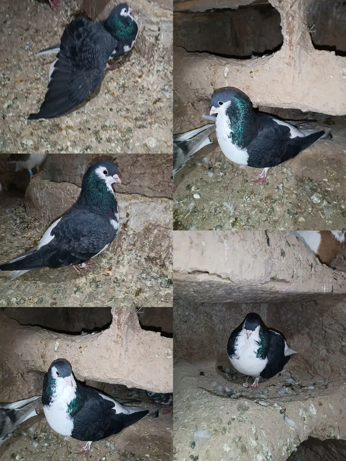 طوقی سده دم سفید پشتی|پرنده|جغتای, |دیوار