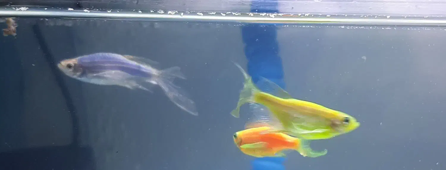 ماهی|ماهی|تهران, شمشیری|دیوار