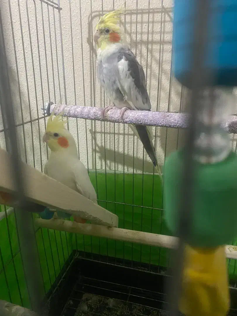 عروس هلندی|پرنده|هشتگرد, شهرک بوستان|دیوار