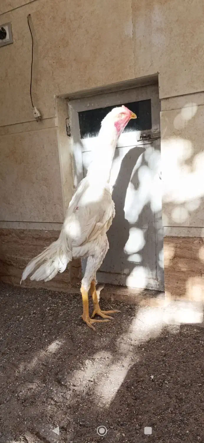 جوجه خروس لاری اوشامو|حیوانات مزرعه|تهران, سنگلج (شاپور)|دیوار