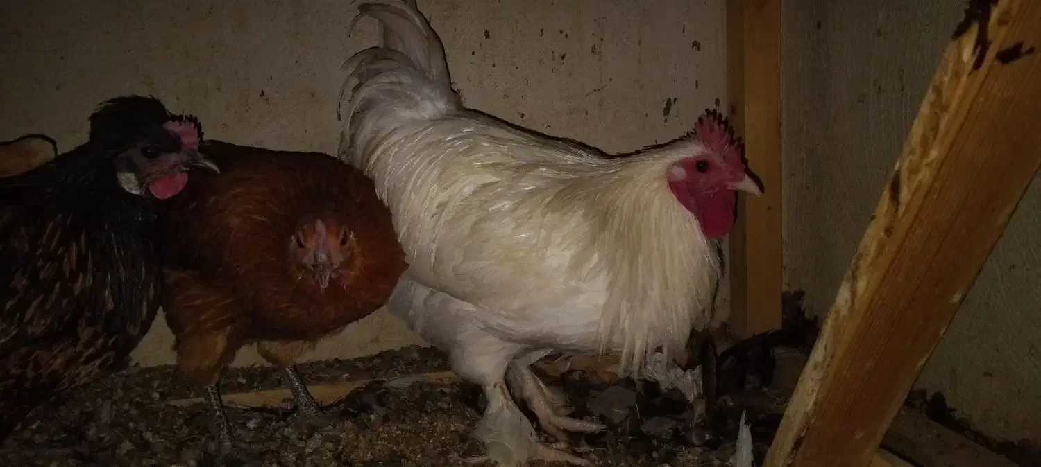 خروس|حیوانات مزرعه|اصفهان, حصه جنوبی|دیوار