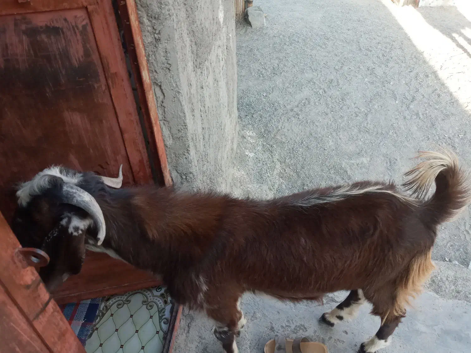 تروشت خوب فروشی|حیوانات مزرعه|پیپ, |دیوار