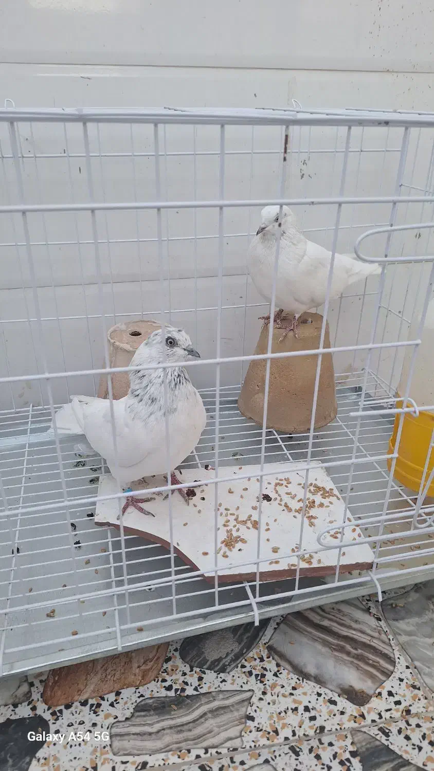 جفت کبوتر شیخ باجفت کن|پرنده|بندر ماهشهر, |دیوار