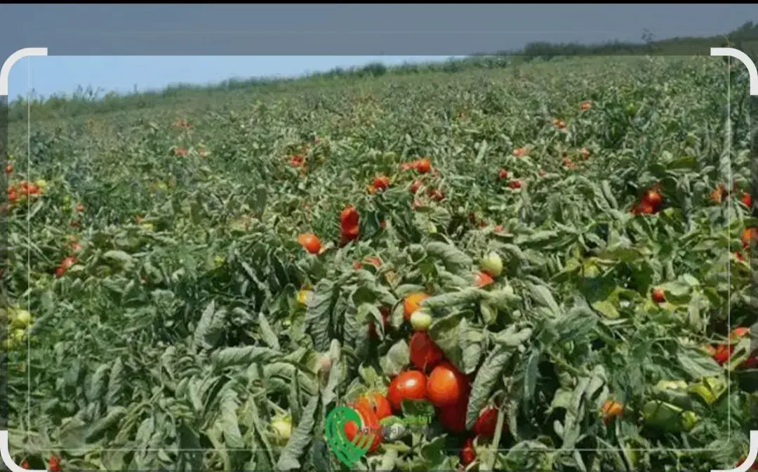 نیازمند کارگر واسه کشاورزی|استخدام صنعتی، فنی، مهندسی|میناب, |دیوار