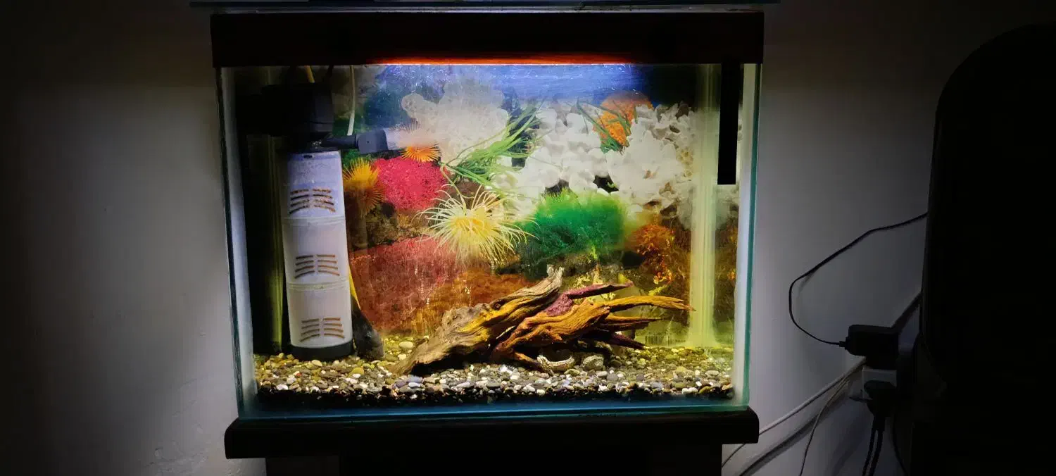 آکواریوم|ماهی|اسلامشهر, شهرک مهدیه|دیوار