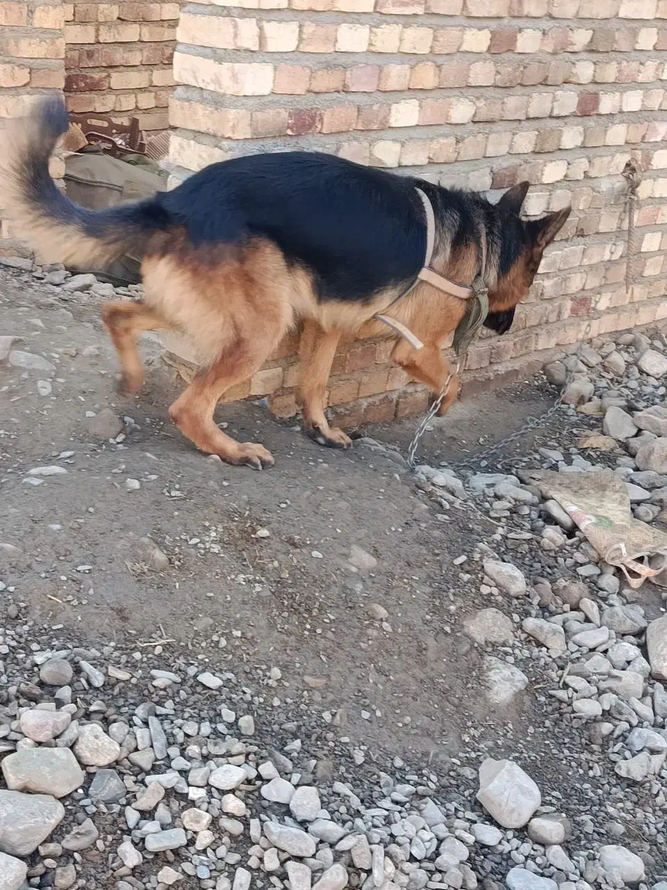 ژرمن شپرد|سگ|تبریز, |دیوار