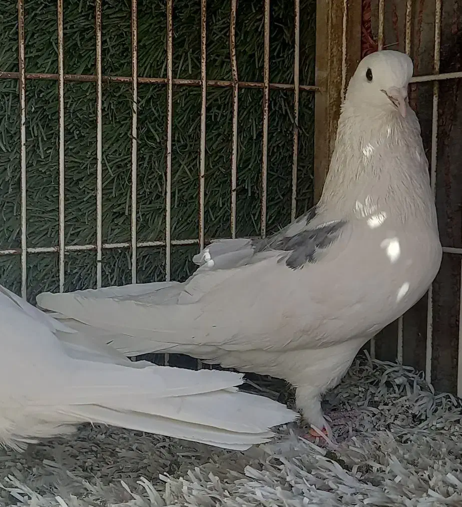 کبوتر پرشی نر و ماده|پرنده|وحیدیه, |دیوار