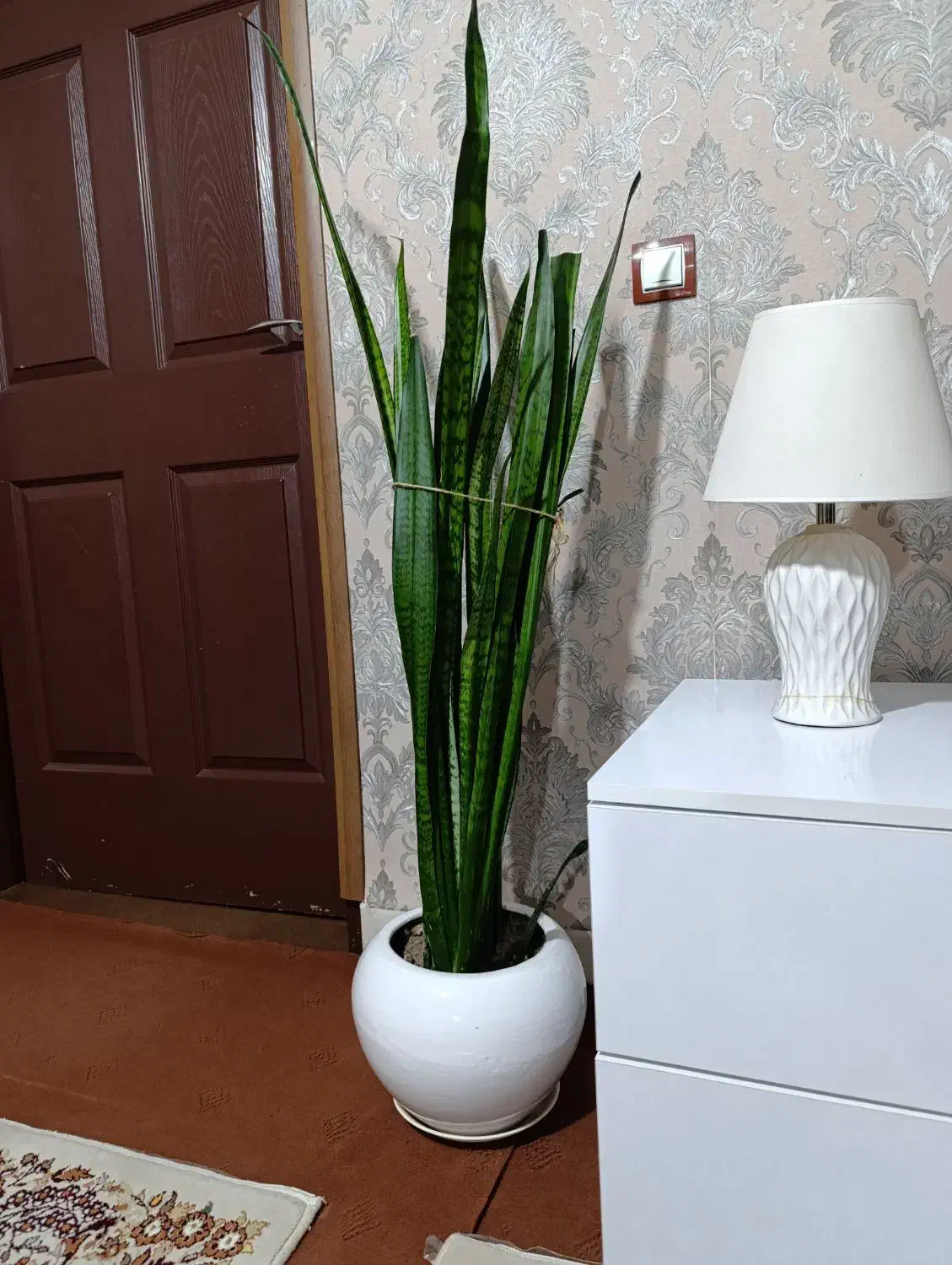 گل های طبیعی همراه گلدان|گل و گیاه طبیعی|خوی, |دیوار