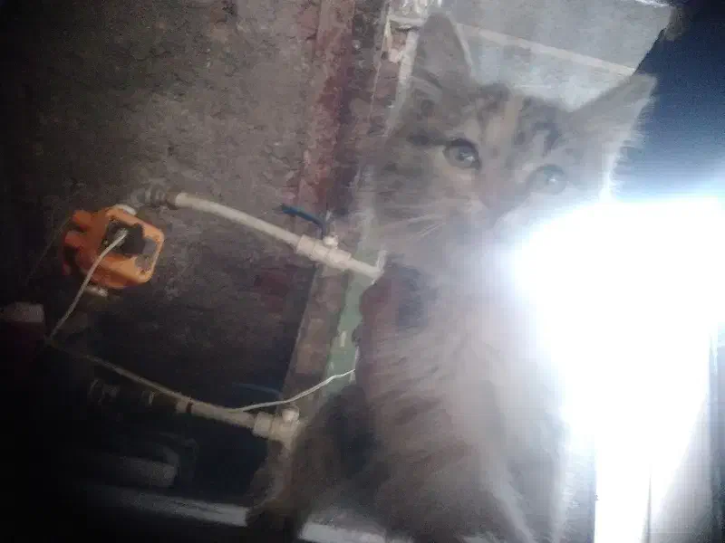 قیمت توافقی|گربه|کرمان, |دیوار