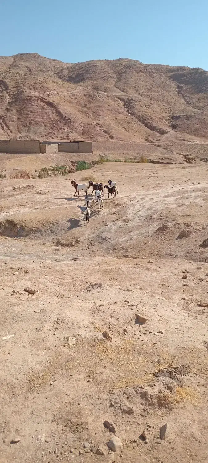 بز پاکستانی|حیوانات مزرعه|دره شهر, |دیوار