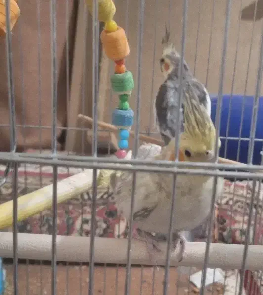 یک جفت عروس هلندی|پرنده|مرودشت, ابوذر شمالی‎|دیوار