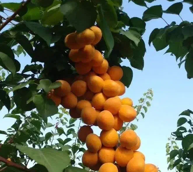 شروع پیش فروش نهال زردالو انبه ای|خدمات باغبانی و درختکاری|رزن, |دیوار