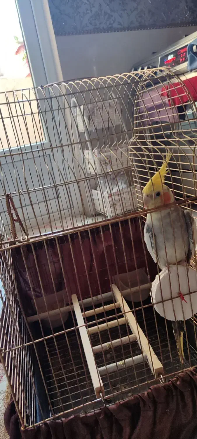 عروس هلندی نر سخنگو با قفس|پرنده|تهران, یاخجی آباد|دیوار