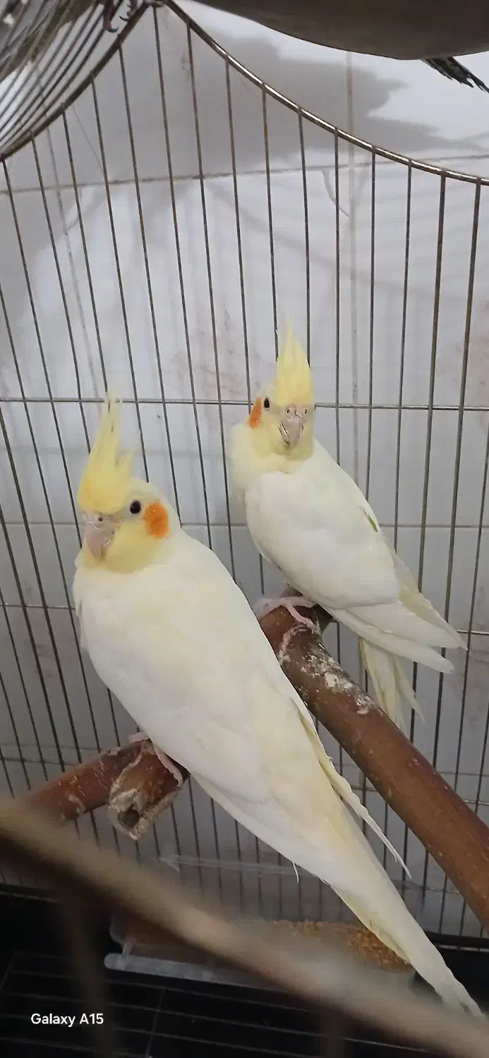 جفت مولد لوتینو دانسته|پرنده|شاهرود, |دیوار