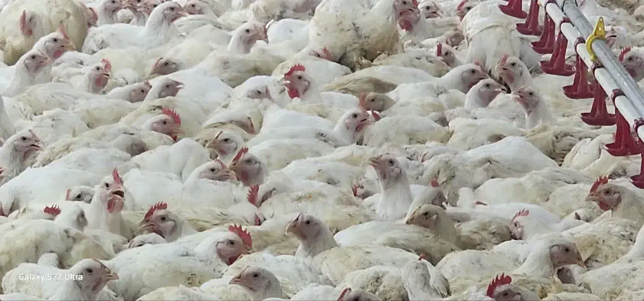 فروش مرغ زنده روستای فتح آباد کیلویی ۱۰۸/۰۰۰|حیوانات مزرعه|جنت, |دیوار