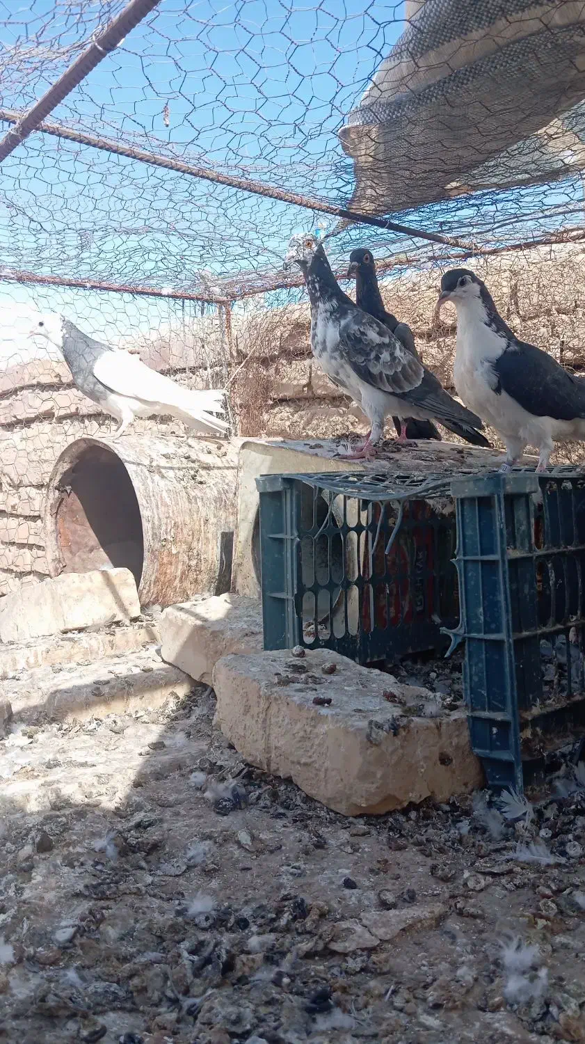 کفتر پرشی|پرنده|سده (خراسان جنوبی), |دیوار