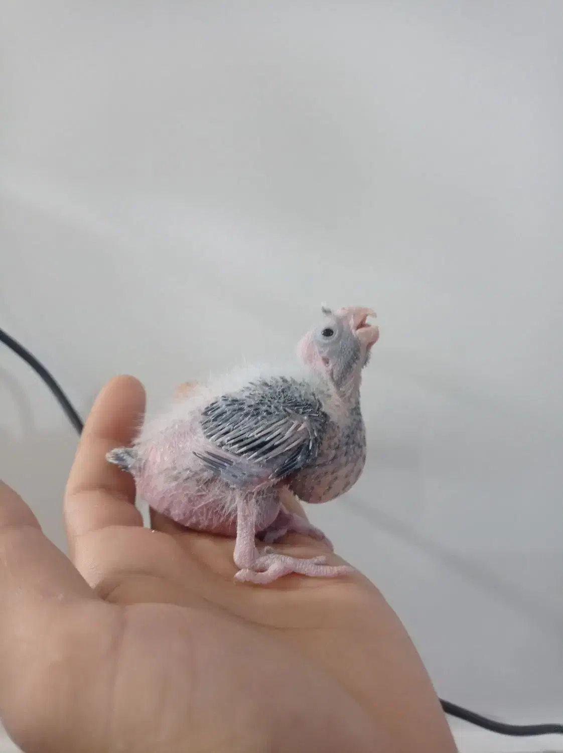 جوجه عروس هلندی|پرنده|زابل, |دیوار