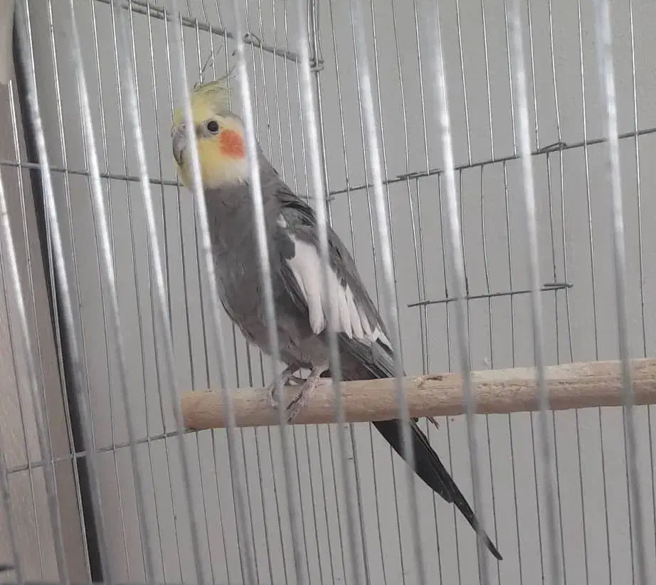 سینامون|پرنده|زرقان, |دیوار