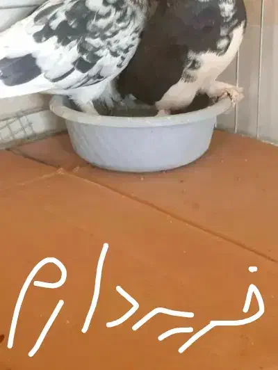 کبوتر|پرنده|هرمز, |دیوار