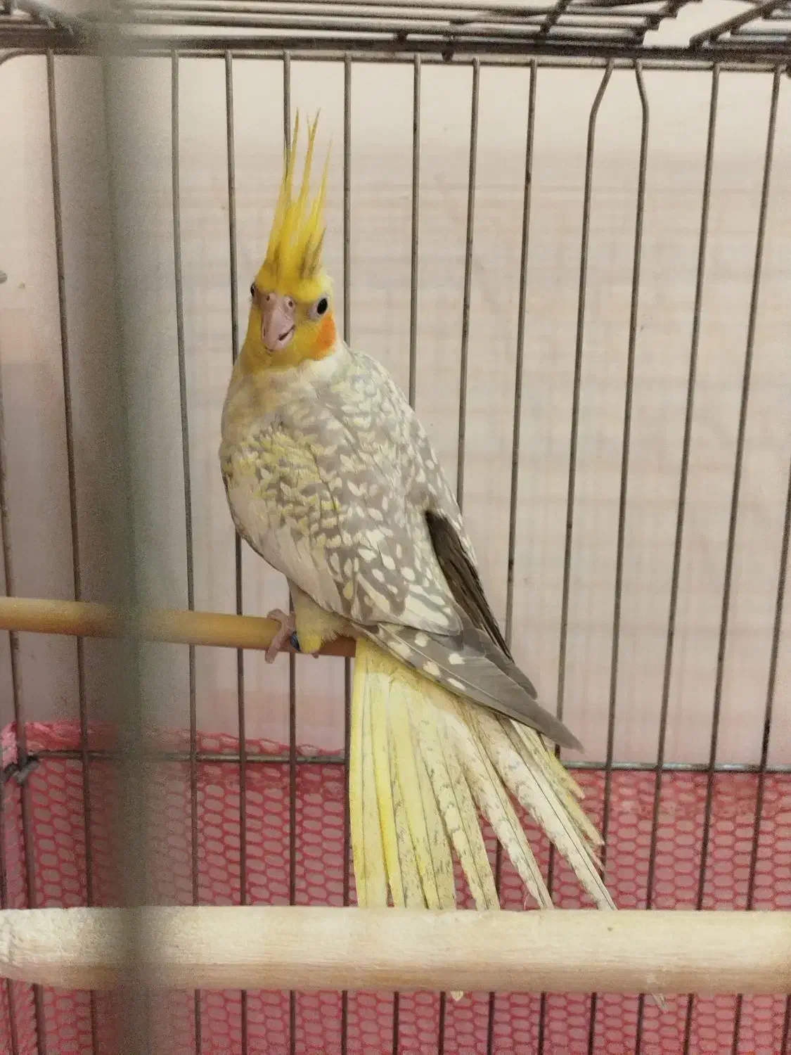 جفت عروس هلندی مولد کارداده سخنگو حلقه پا|پرنده|بومهن, |دیوار