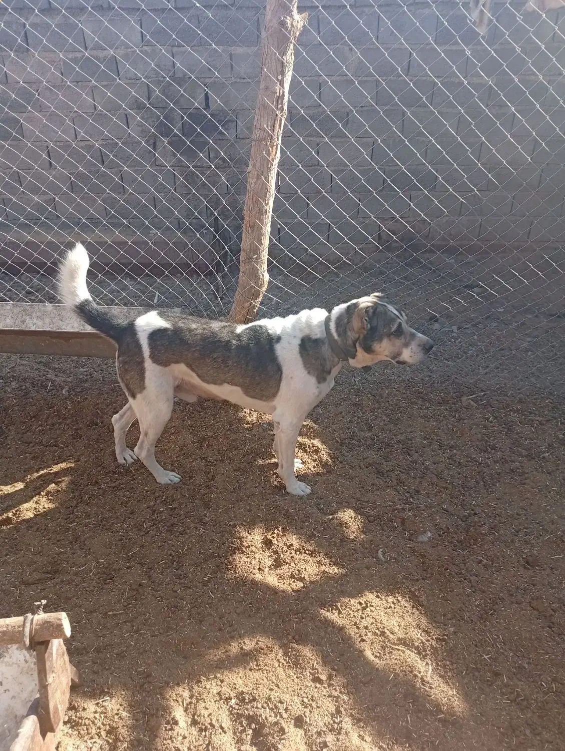 سگ‌گلگی‌‌|سگ|گناباد, |دیوار