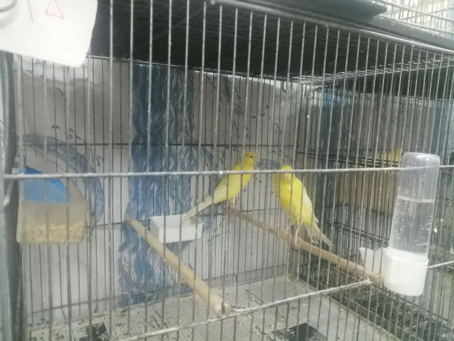 قناری نر بلند|پرنده|قم, تولید دارو و یخچال|دیوار