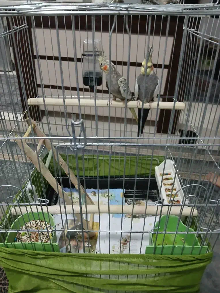 یک جفت عروس هلندی|پرنده|هشتگرد, فاز ۱ مهستان|دیوار