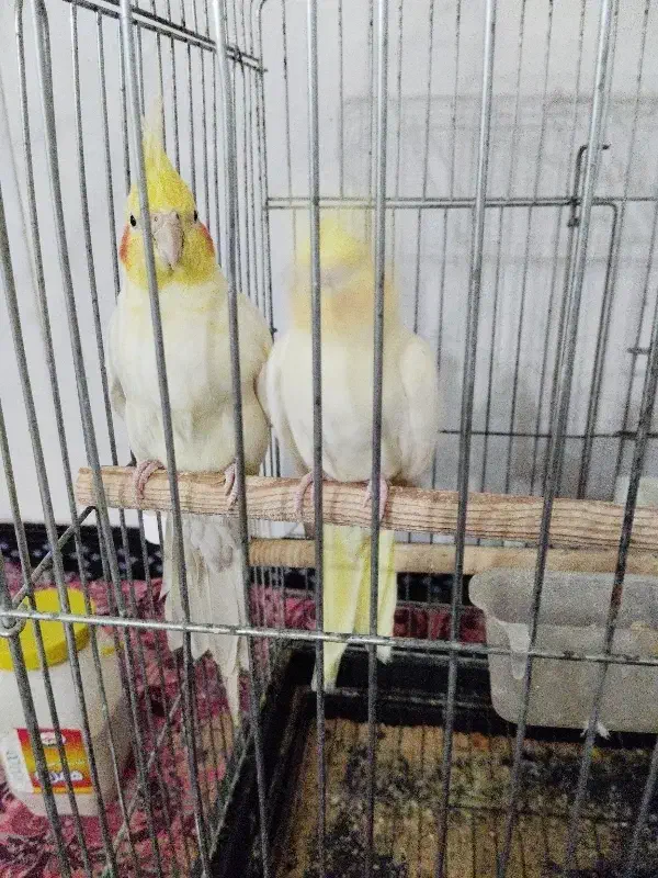 عروس هلندی|پرنده|صحنه, |دیوار