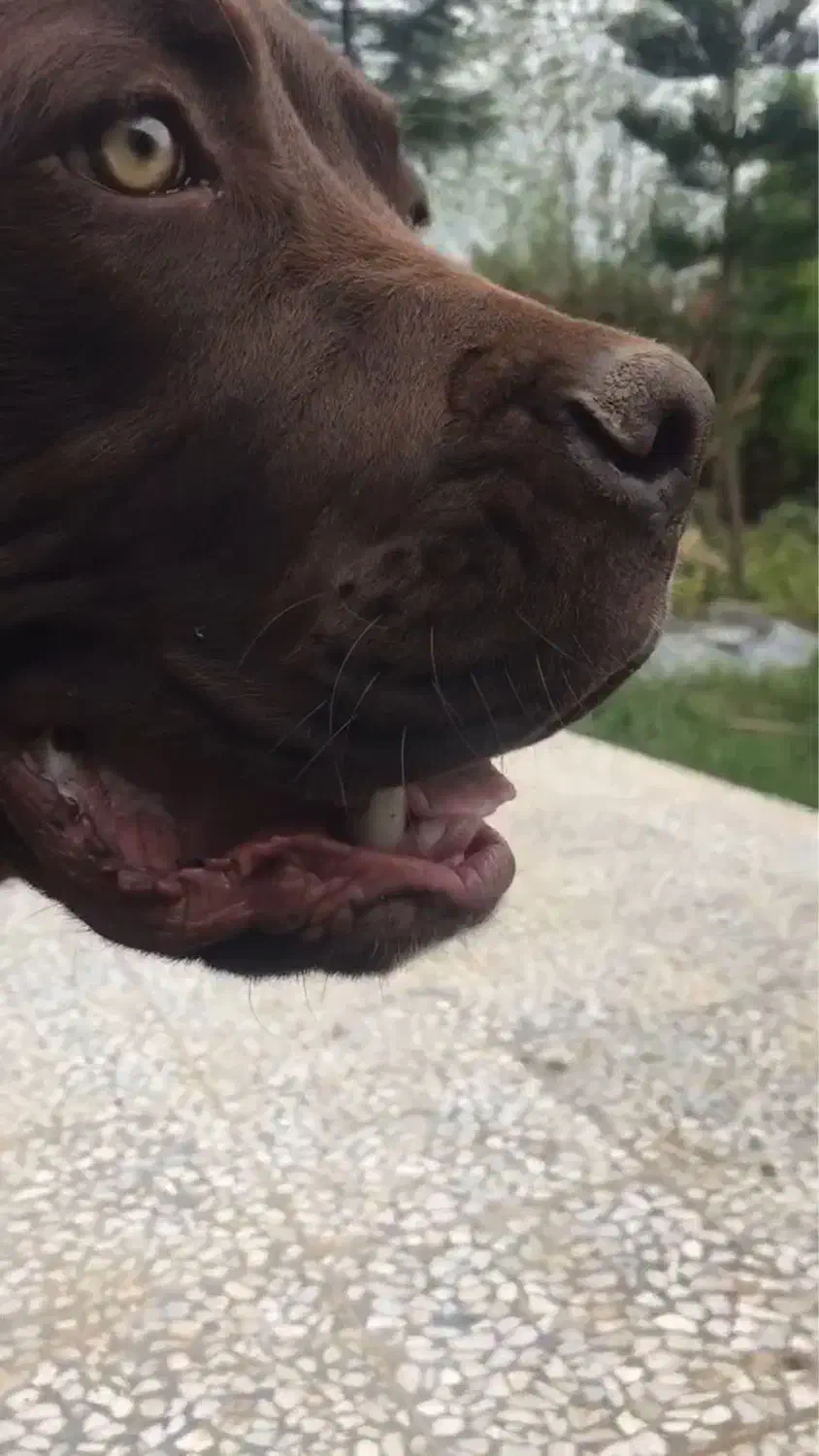 سگ کن کورسو ۸ ماهه نر|سگ|چالوس, |دیوار