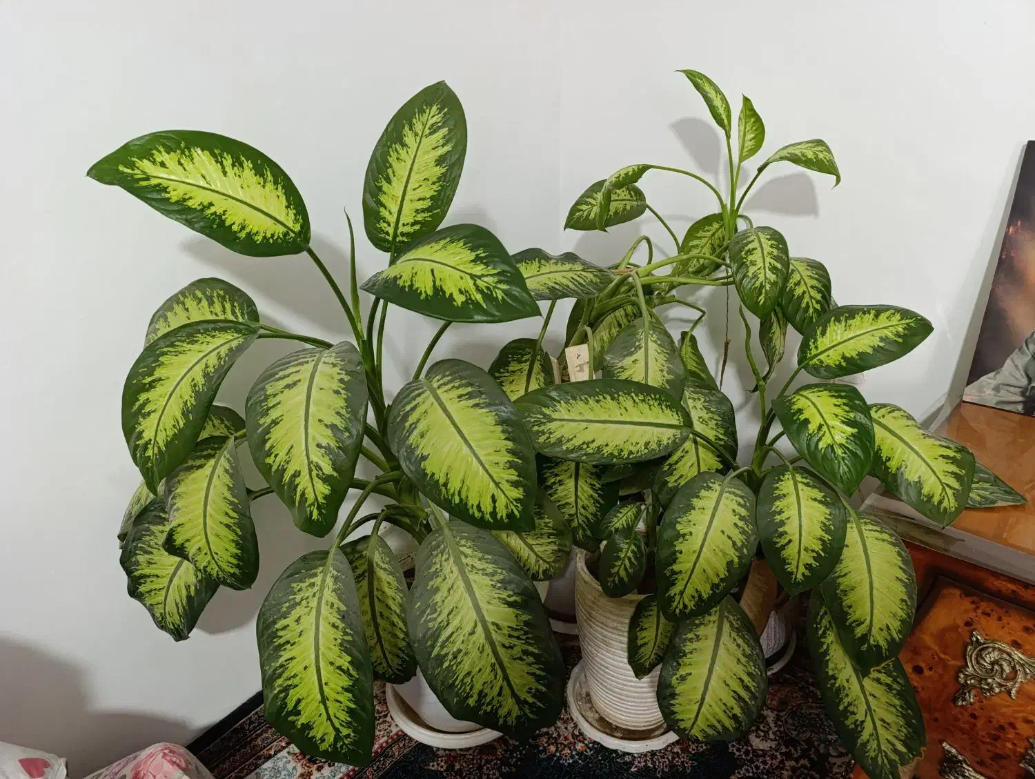 فروش گلهای خانگی|گل و گیاه طبیعی|نقده, |دیوار