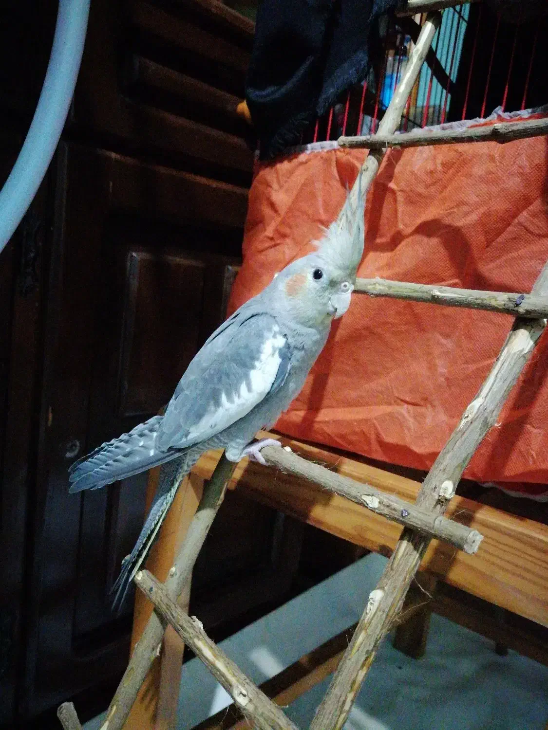 یک عدد عروس هلندی سالم و سرحال|پرنده|قائمشهر, |دیوار