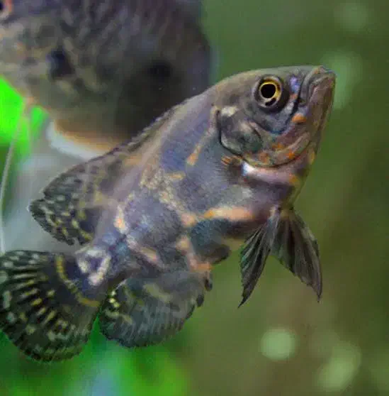 تکثیر ماهی اسکار  دو بندی یک بندی|ماهی|قائم‌شهر, |دیوار