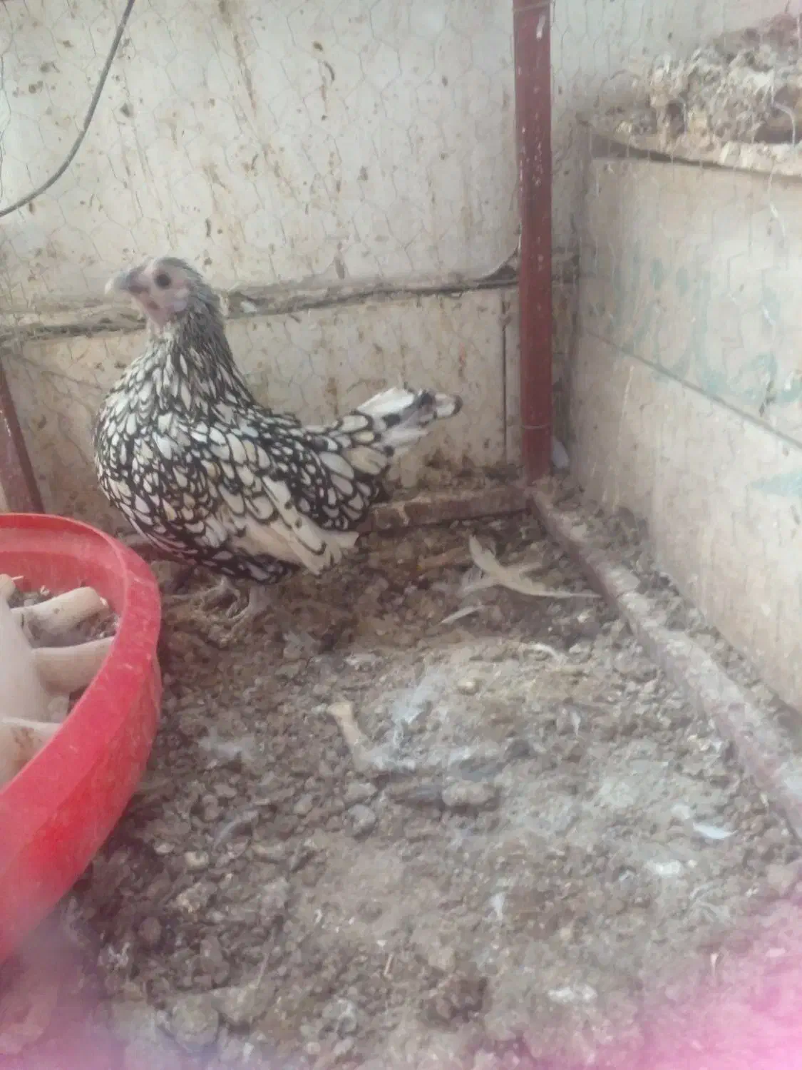 مرغ محلی و مرغ برهما.گلین وکوشین|حیوانات مزرعه|طرقبه, |دیوار