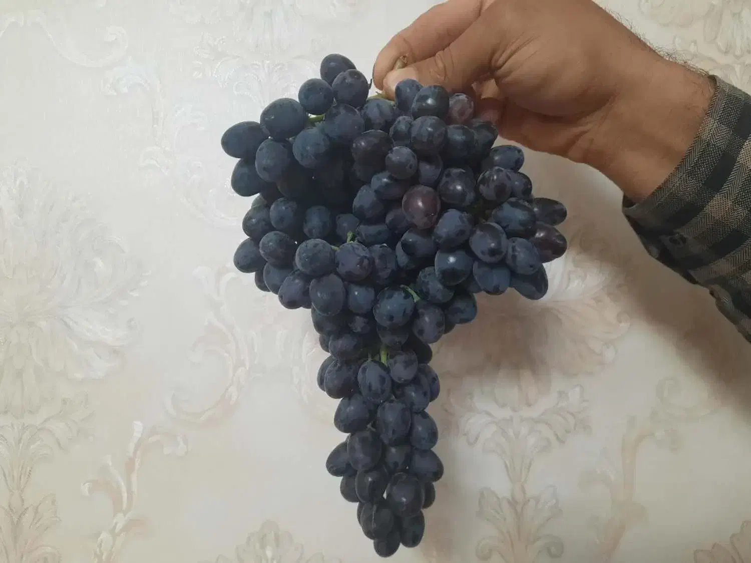 قلمه انگور|خدمات باغبانی و درختکاری|خرمآباد, |دیوار