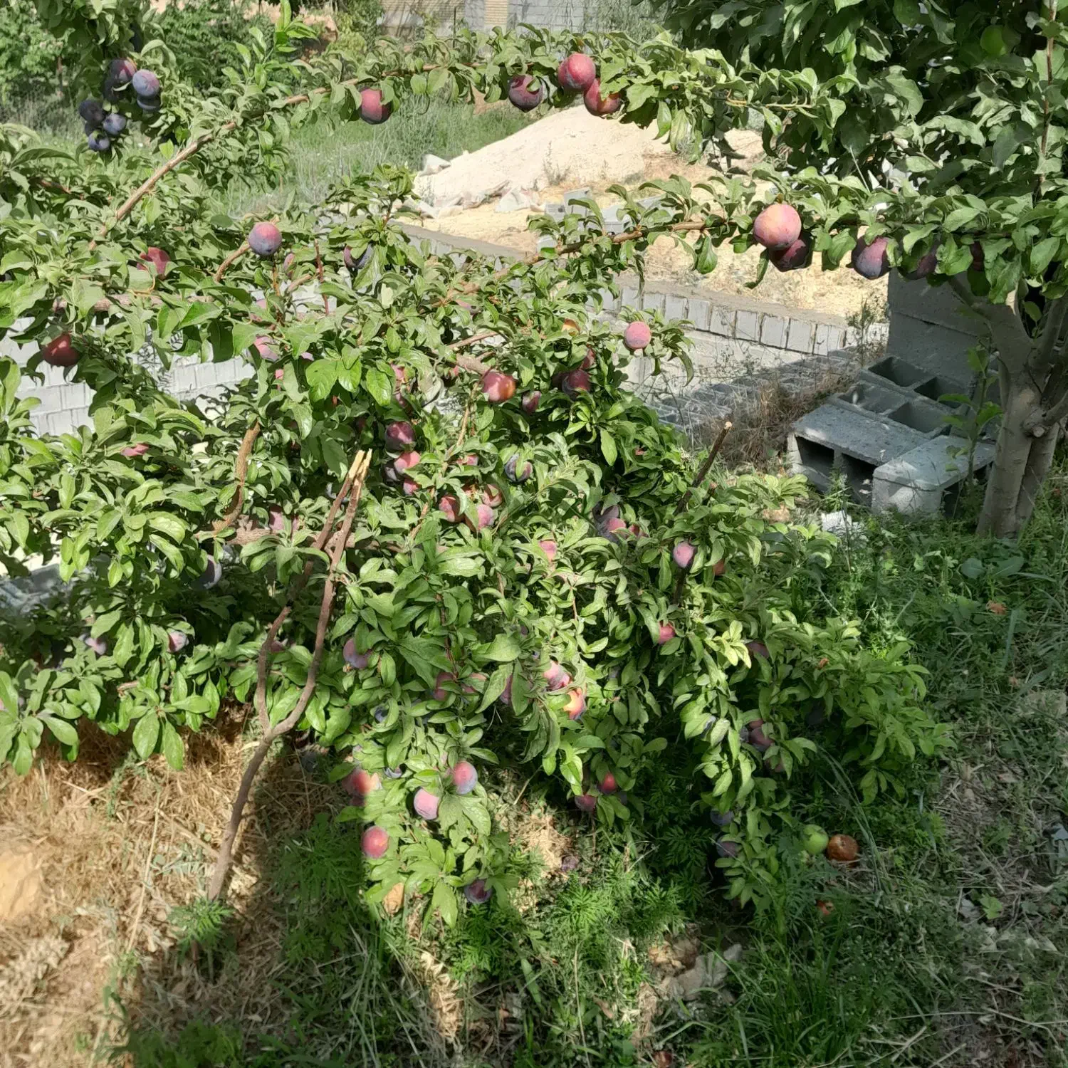 تمام کارباغ را انجام میدم|خدمات باغبانی و درختکاری|همایجان, |دیوار