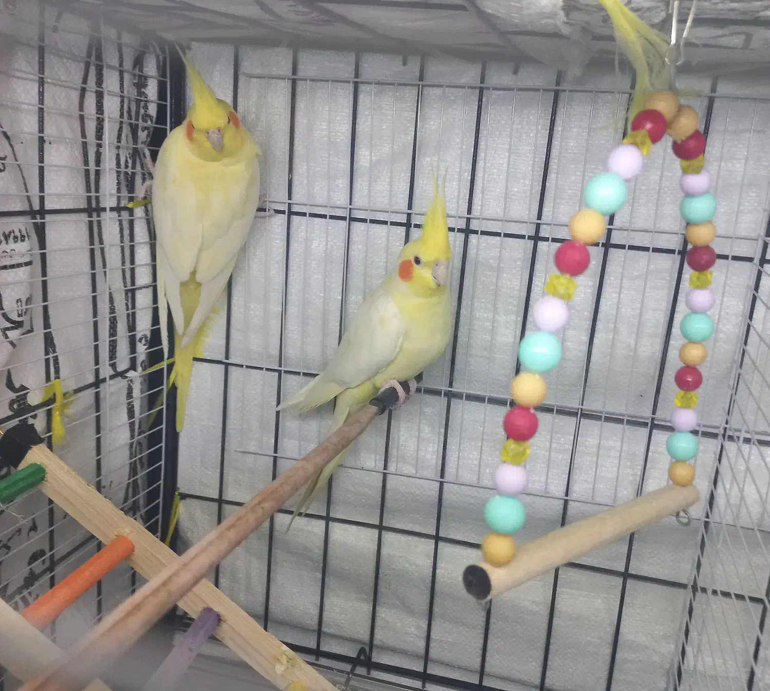 عروس هلندی زعفرانی|پرنده|آبدانان, |دیوار