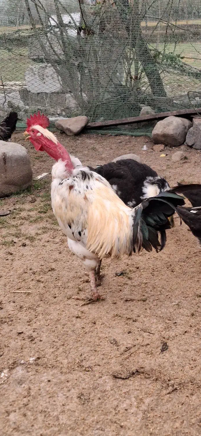 خروس، لاری ، محلی ، گردن لخت|حیوانات مزرعه|شاندرمن, |دیوار