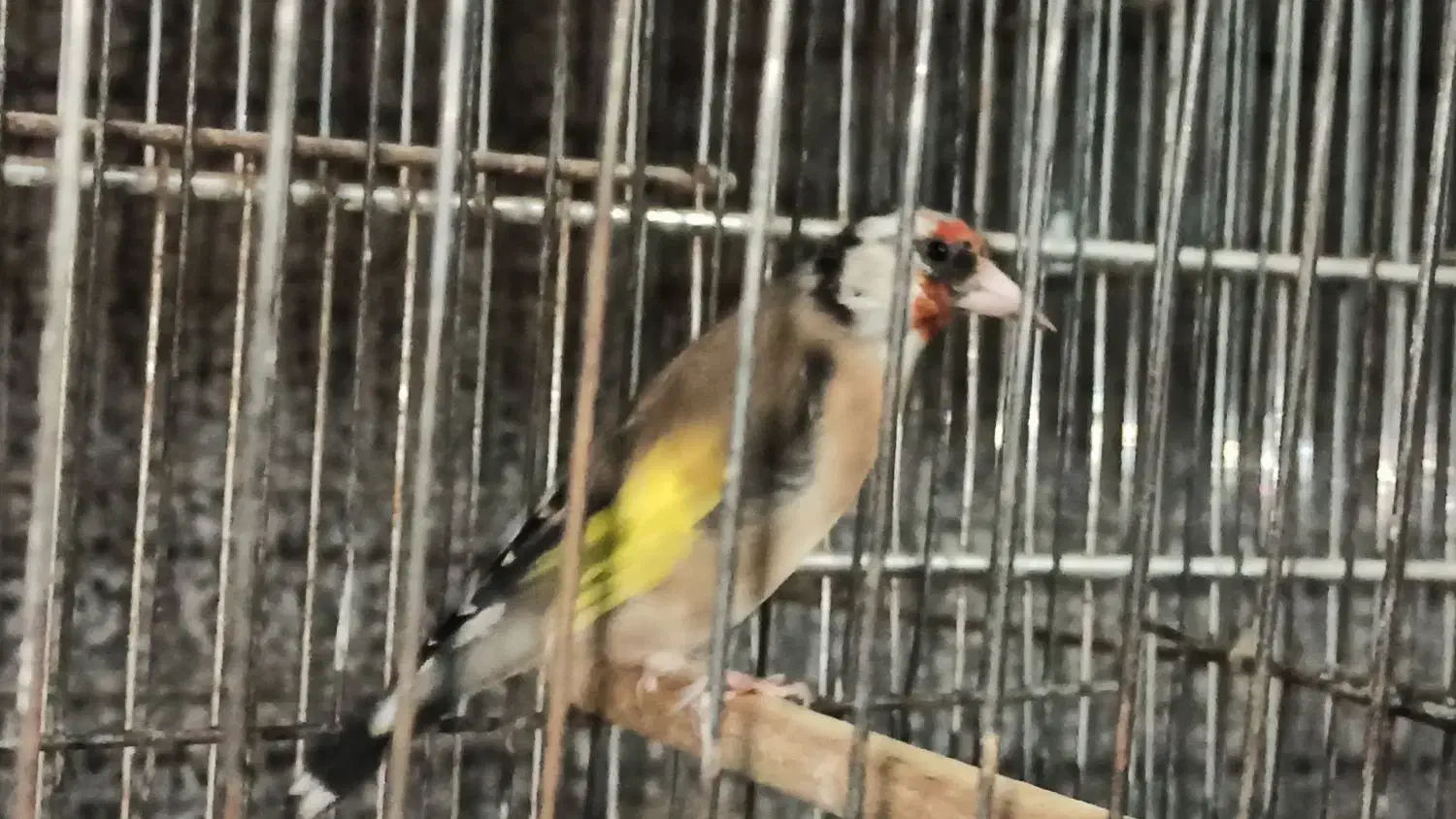 ماده سهره سه ساله آماده|پرنده|اهواز, گلستان|دیوار