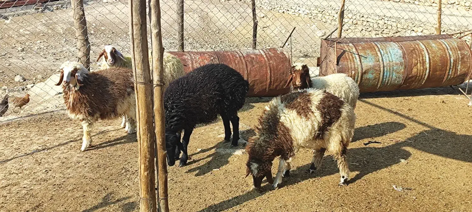 بره ماده|حیوانات مزرعه|هندمینی, |دیوار