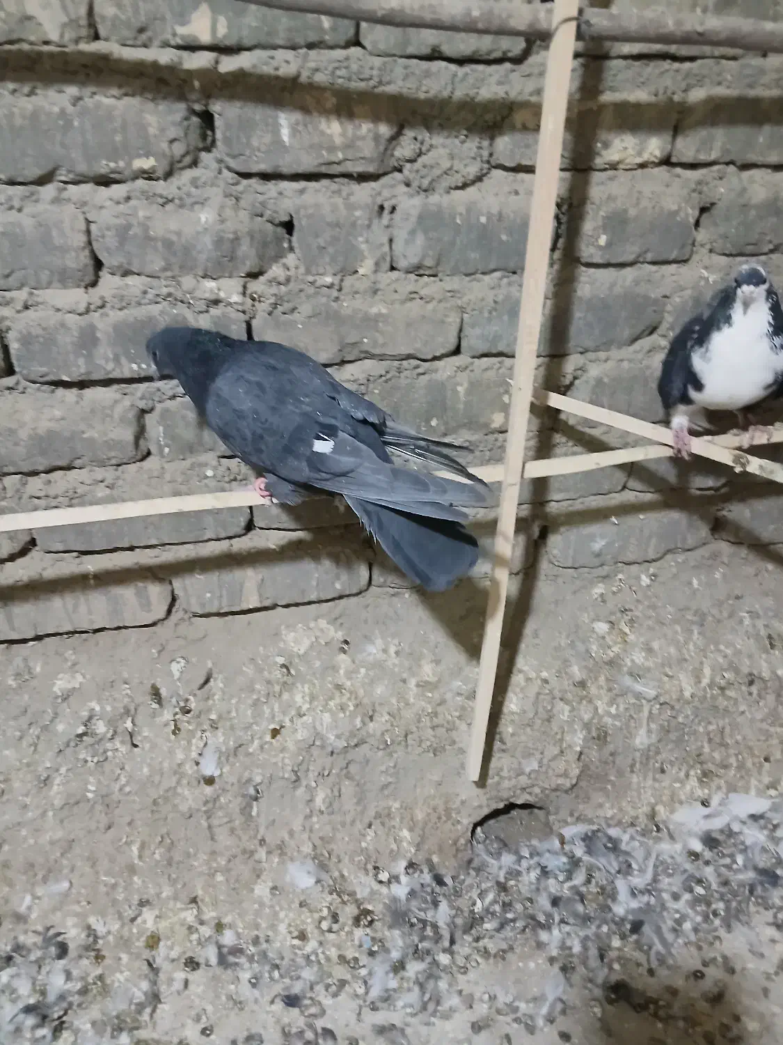 دولا عالی|پرنده|خمینی‌شهر, |دیوار