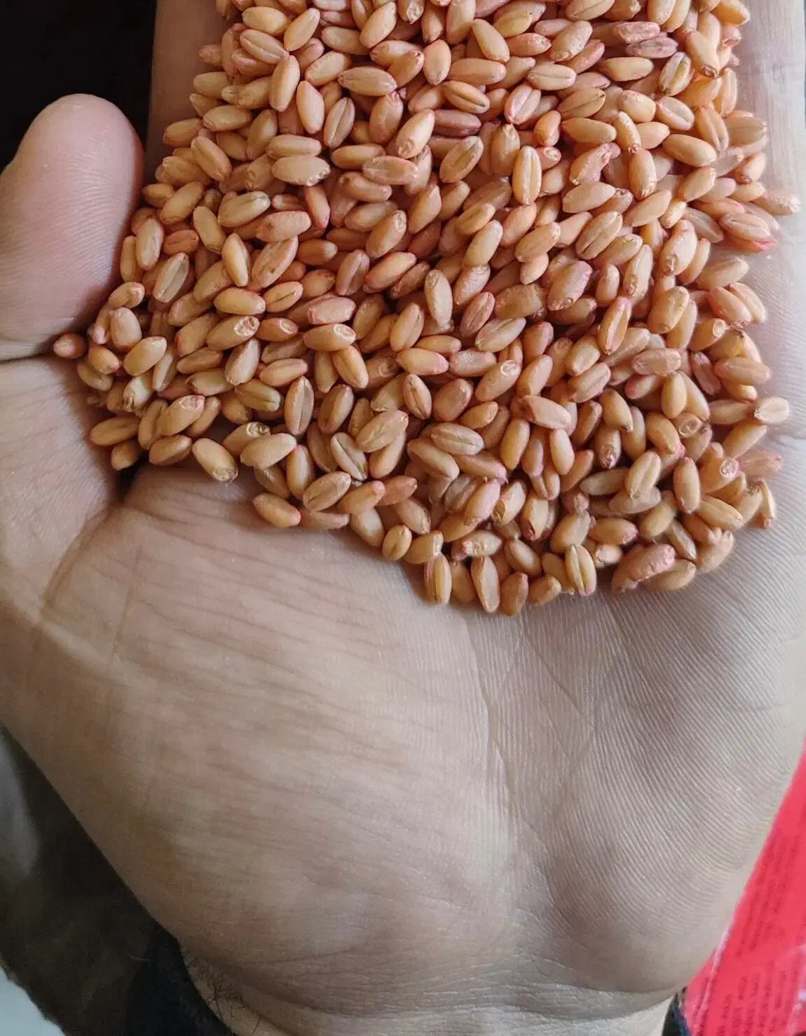 بذر گندم|خدمات باغبانی و درختکاری|کوهدشت, |دیوار