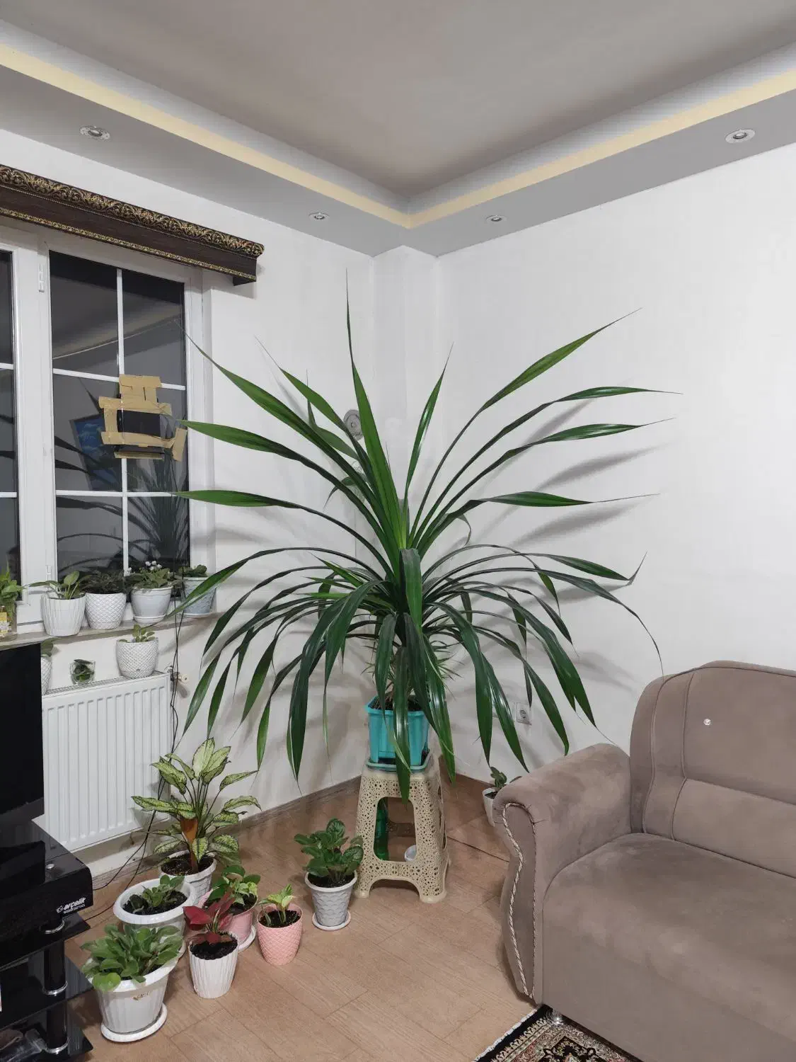 پاندانوس|گل و گیاه طبیعی|سیاهکل, |دیوار