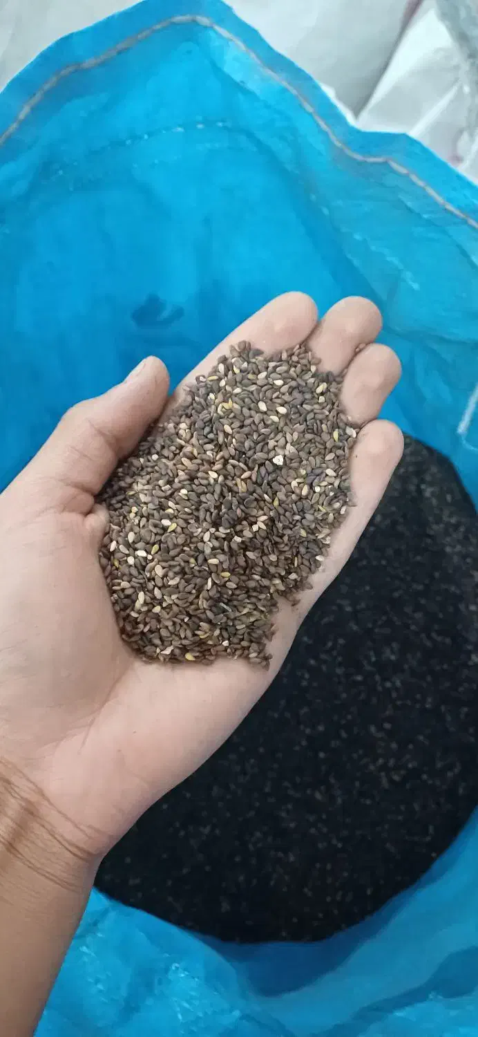 کنجد بوجاری شده|خوردنی و آشامیدنی|شوش, |دیوار